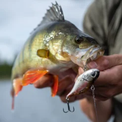 Berkley DEX Ripper -Goedkope Spin Hengel Winkel 1572667r 8