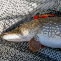 Daiwa PX Lazy Shad -Goedkope Spin Hengel Winkel 32 217472r 4