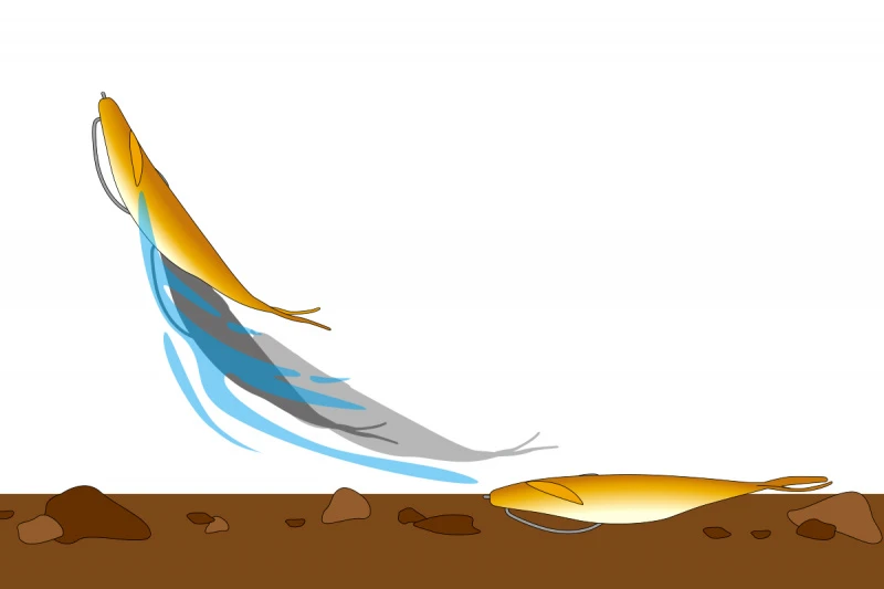 Deps Sakamata Shad 4'' 11 Deps Sakamata Shad 4'' - Afbeelding 11