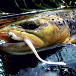 Libra Lures Dying Worm 70 Krill (15pcs) -Goedkope Spin Hengel Winkel DW70K15P 006r 4