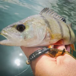 Perch Professor Fapping Craw 5,5cm (6pcs) -Goedkope Spin Hengel Winkel FC556P Or 5