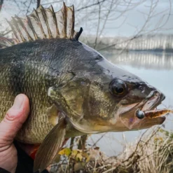 Perch Professor Fluky Shad 5,5cm (6pcs) -Goedkope Spin Hengel Winkel FS556P Or 2