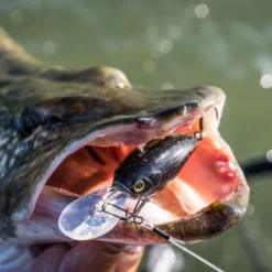 Shimano Yasei Cover Crank F -Goedkope Spin Hengel Winkel LUYASCCFSR07RBTr 8