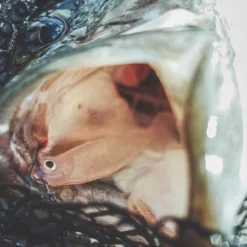 Megabass Hazedong Shad 3'', 7,6cm (8pcs) -Goedkope Spin Hengel Winkel MB HD3 4513473331848r 3