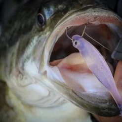 Megabass Hazedong Shad 3'', 7,6cm (8pcs) -Goedkope Spin Hengel Winkel MB HD3 4513473331848r 4